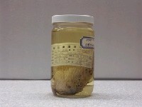 藏品(六斑二齒魨)的圖片